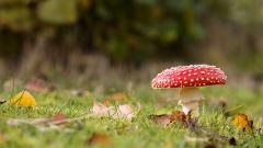 Gezond Natuur Wandelen Vrijwilligerskans bij gezellige wandelgroepen.