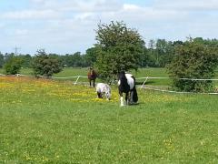 JLD Stables Zorgboerderij Activiteiten ondersteuning op woongroep