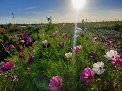 Land in Zicht Tuinier