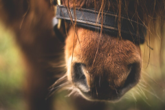 Stichting Ka's Therapiepaardjes Paardenliefhebber met een groot hart